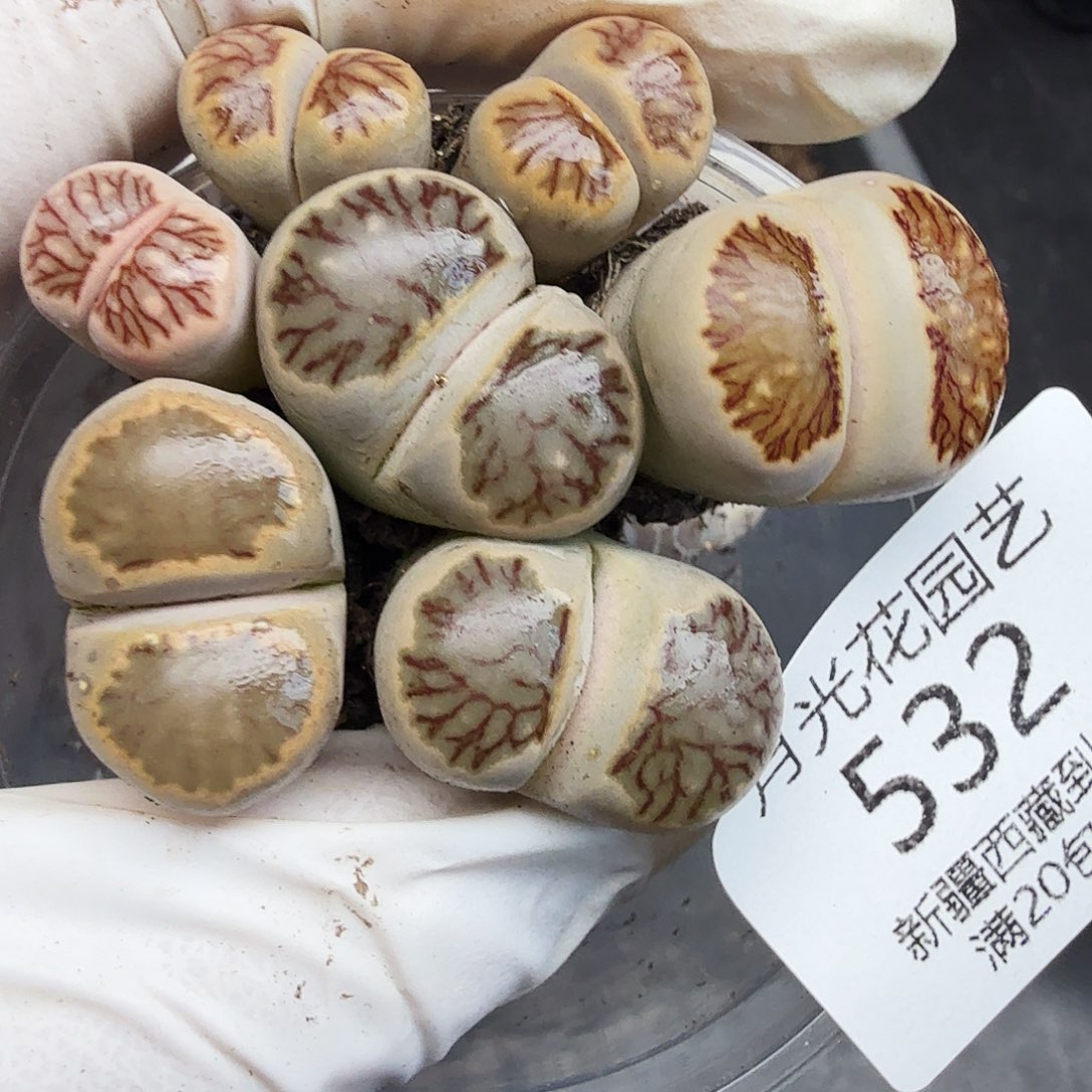 哈哈哈你说这事呢532这个