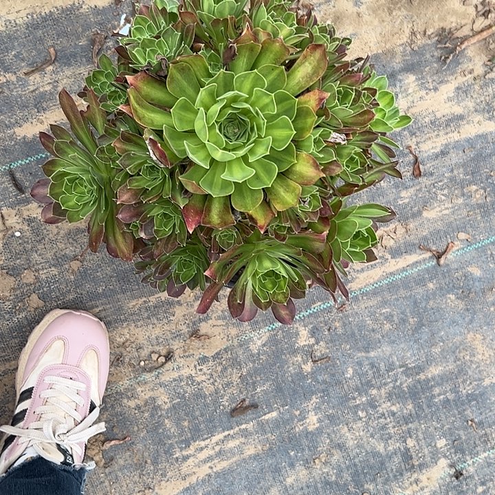 多肉法师植物链接48