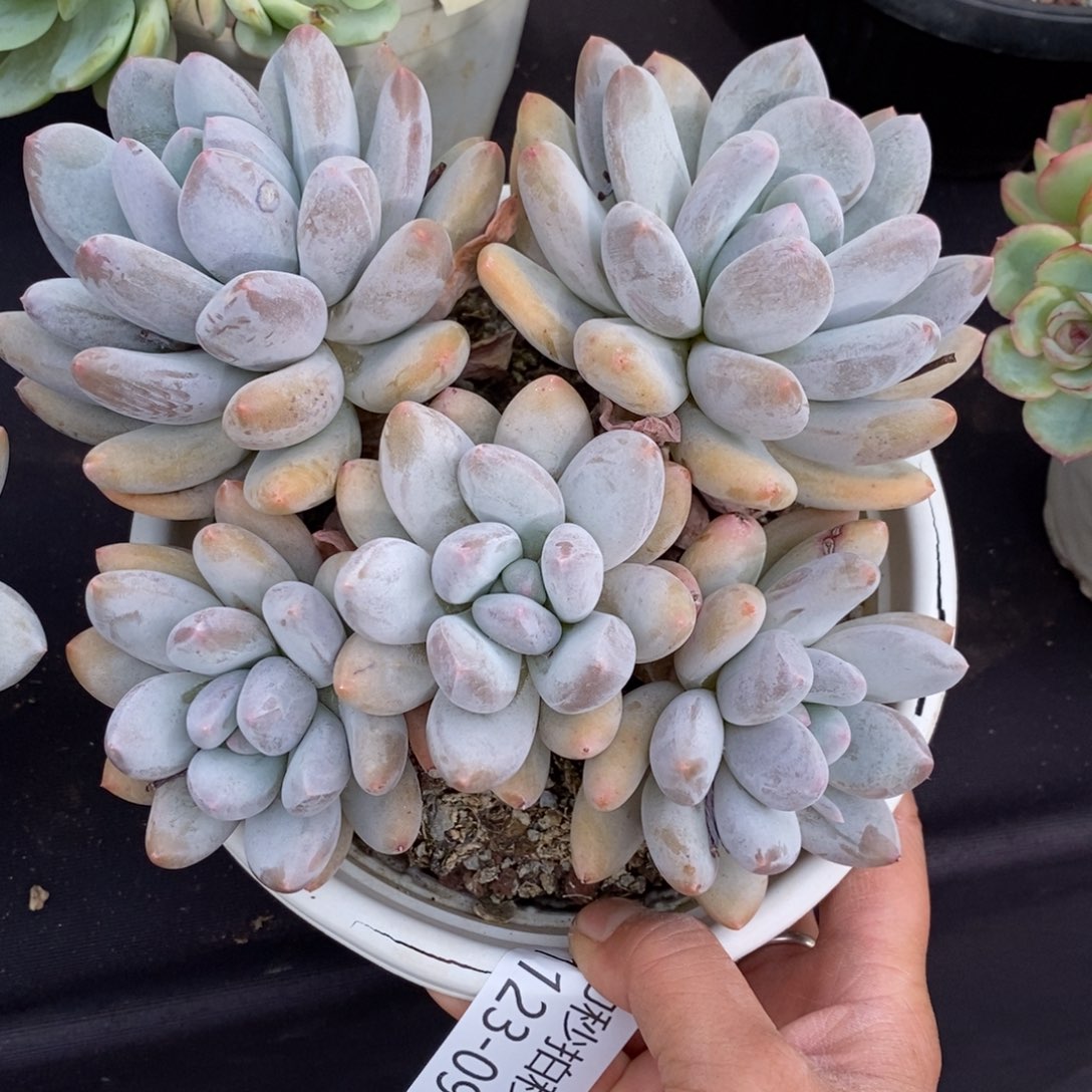 两单包邮1123-96香锁