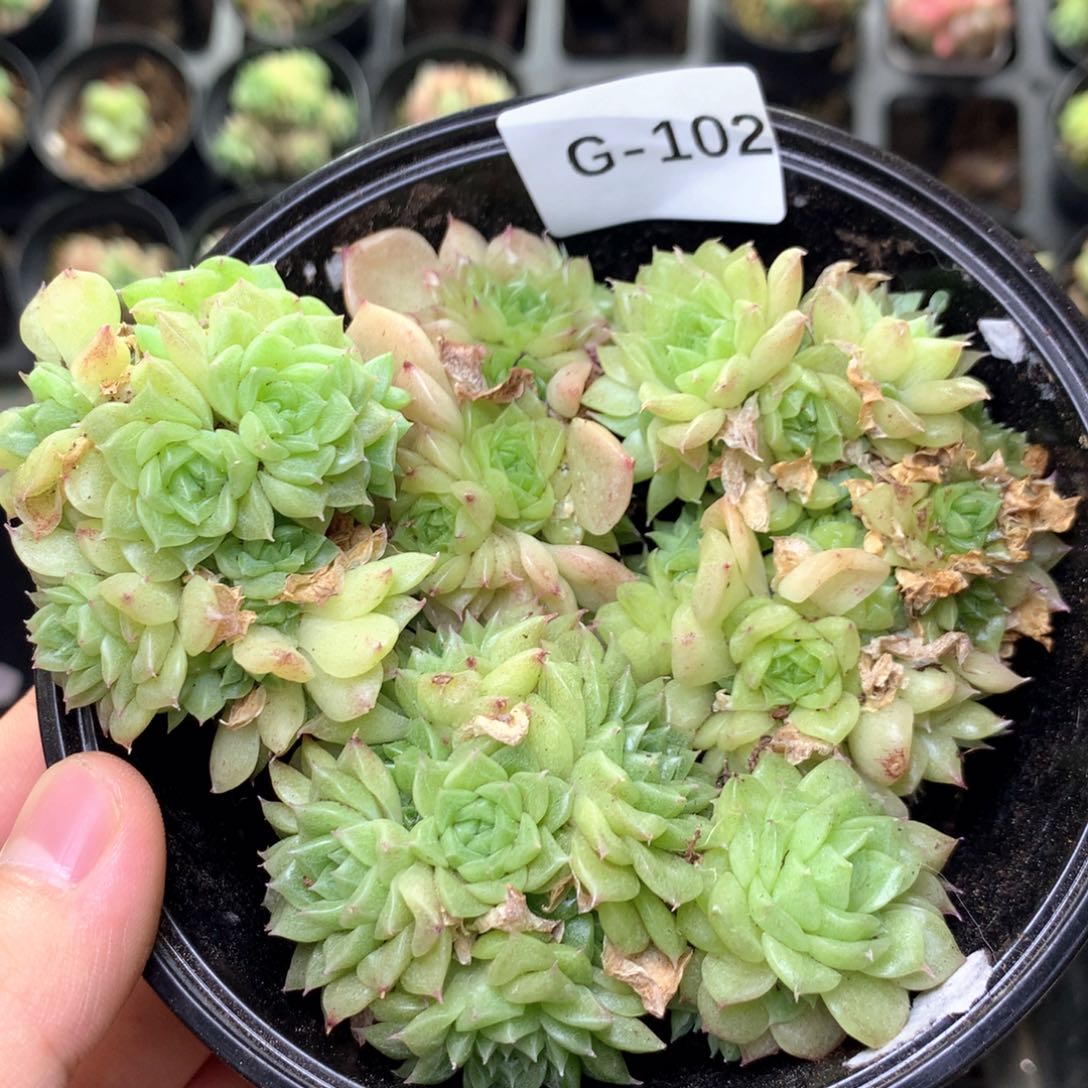 G102优选麦杆y y y y y y y y