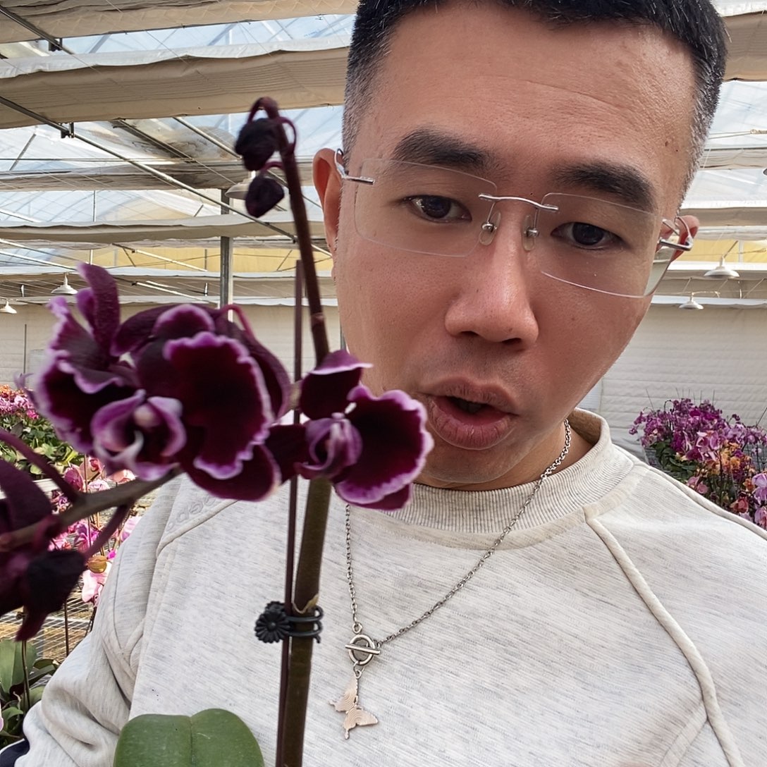 完全开放拉丁舞裙带花花后苗1颗花剑不售后