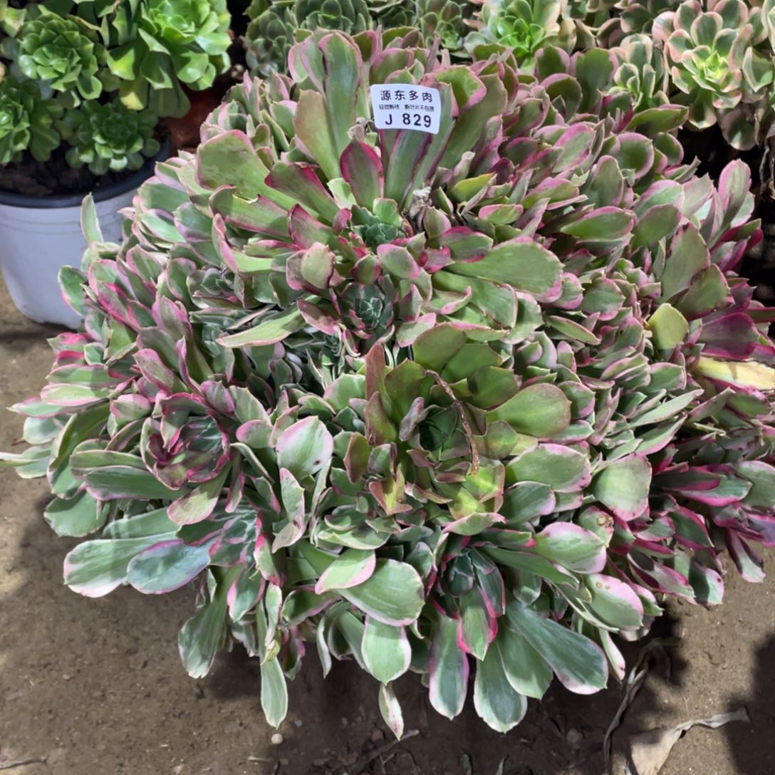 829浣纱多肉法师断枝不包