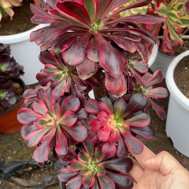 816香多肉12344678多肉