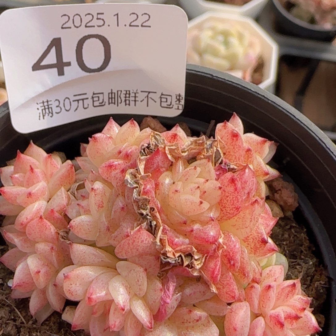 麦秆群一颗脱土脱土