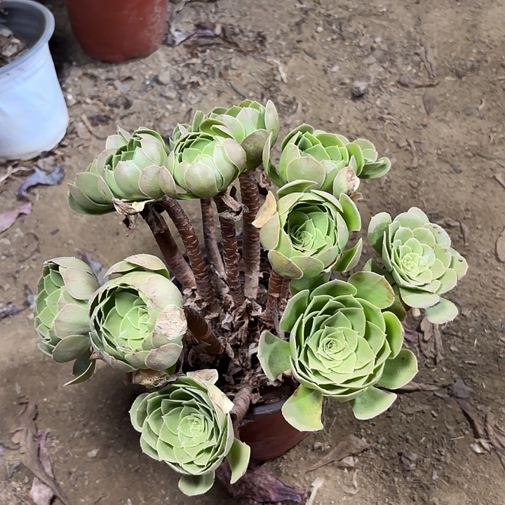 多肉植物万圣夜40
