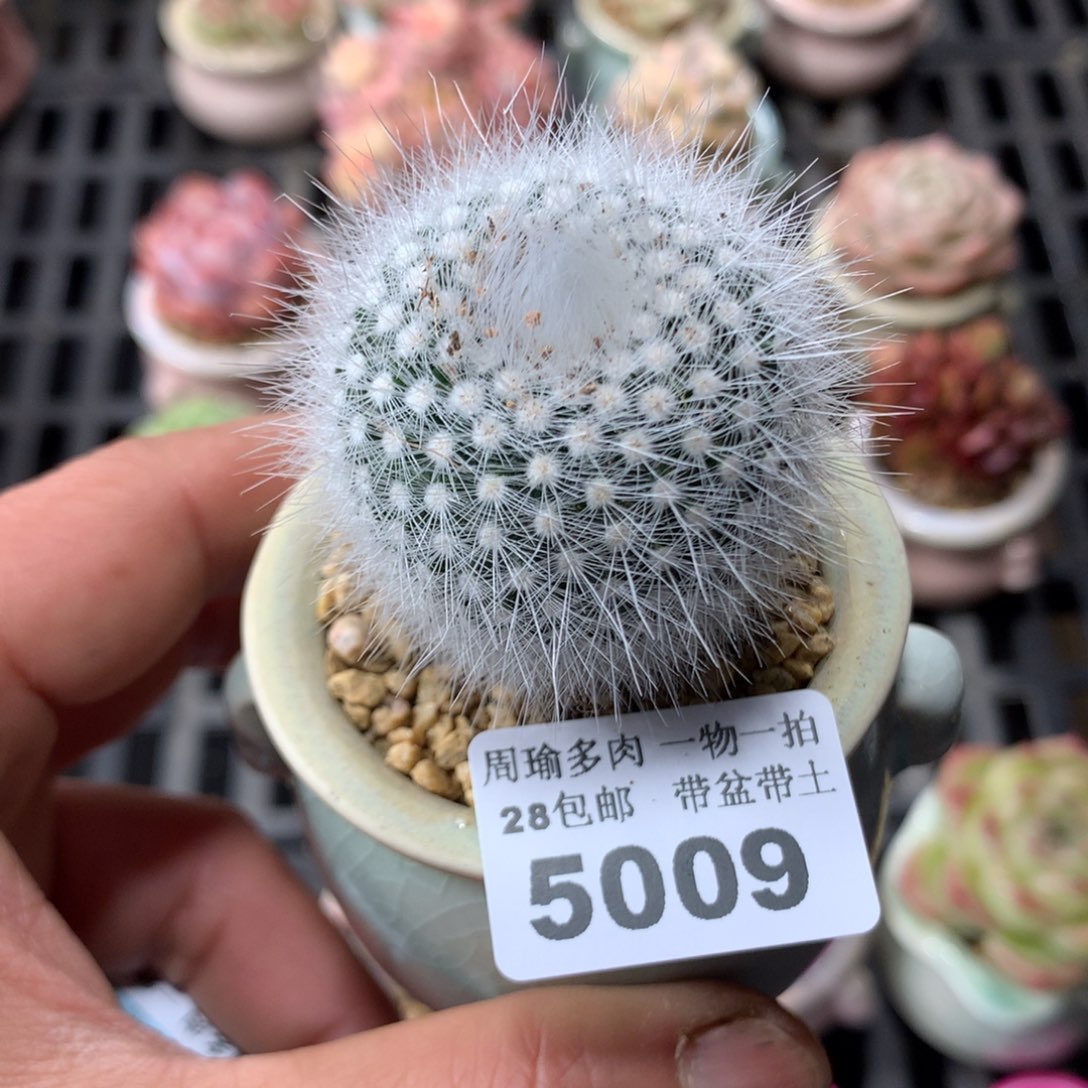 精控多肉植物5009