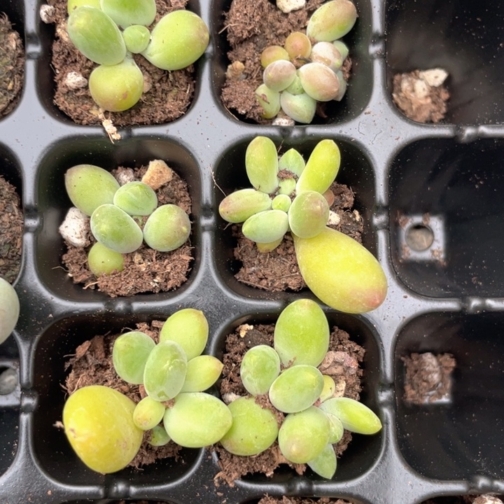 芒果奶发3颗满18包邮
