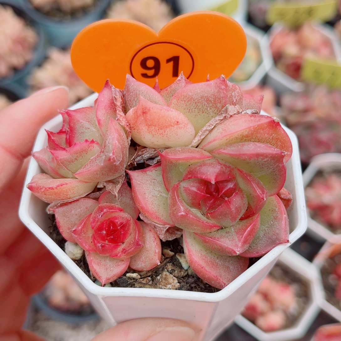 91号小老桩珍妮群