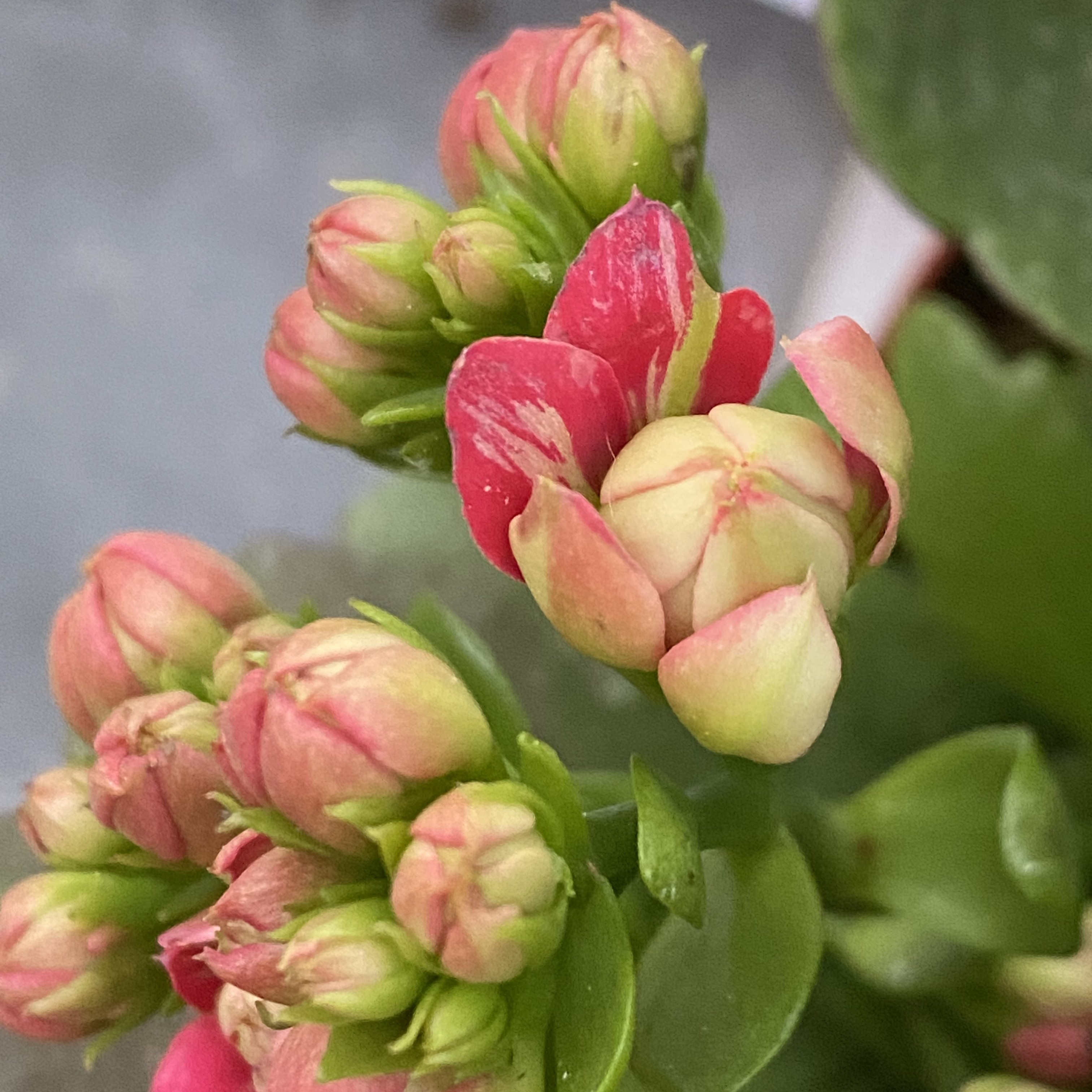 24新品 沉香 110盆