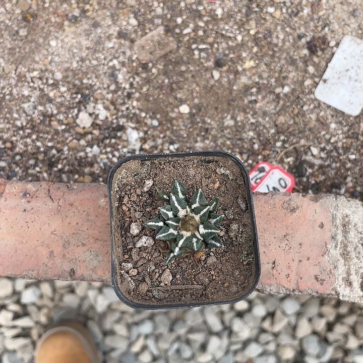 实生黑牡丹2.8cm福利福利