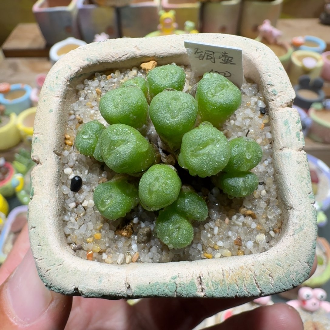 蘑菇1153铜壶多肉植物