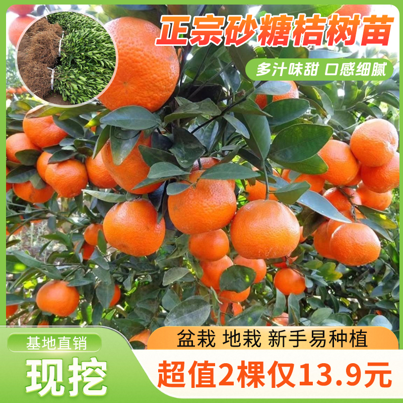 【抢！2棵】正宗砂糖橘果树苗基地直发南北方阳台庭院盆栽地栽种植商品图