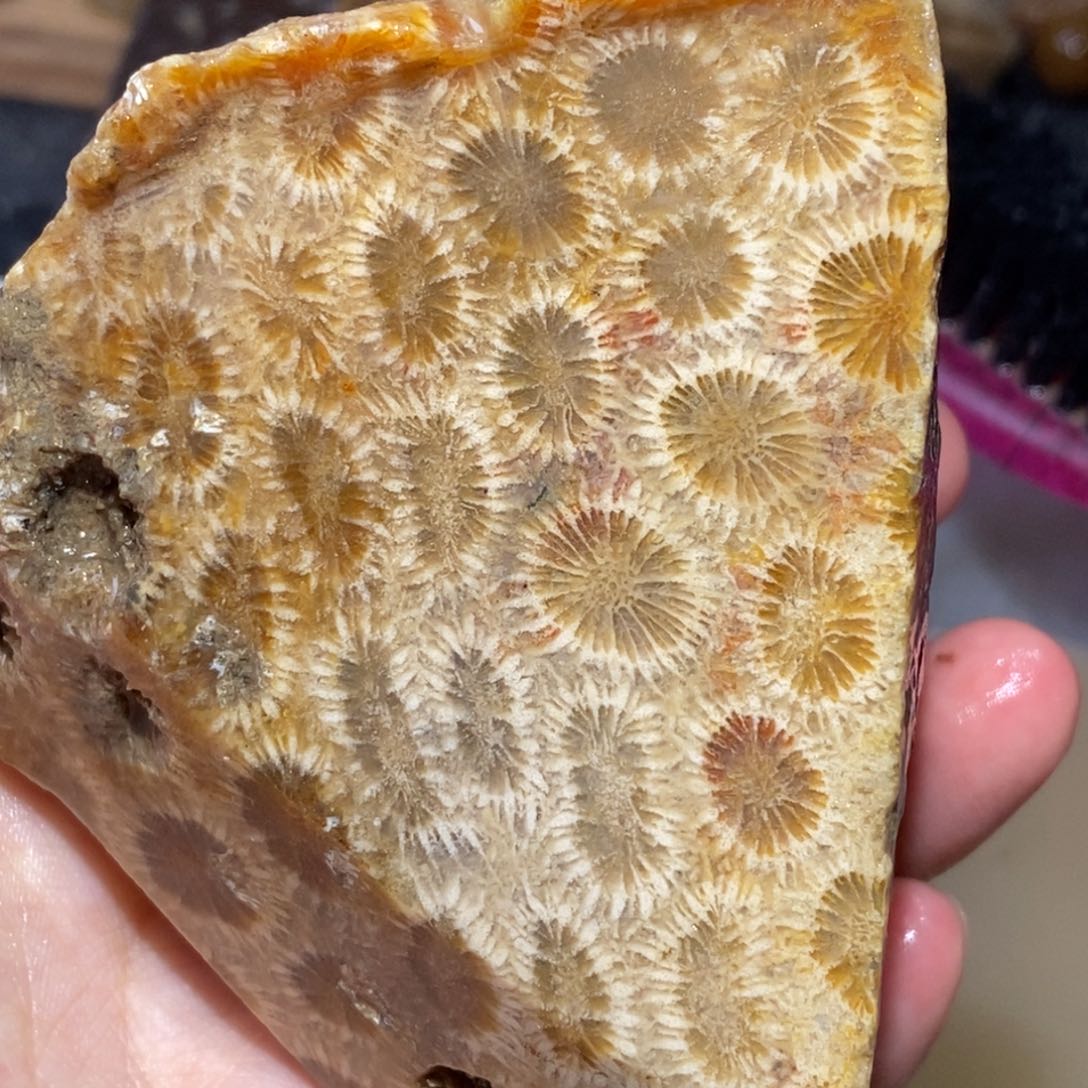 【闪购商品】硅化玉颈饰未镶嵌