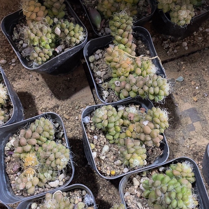 茶粒3.8带盆土发货