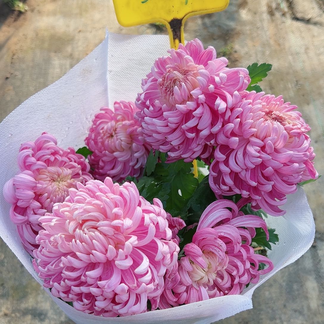 完全开放国华粉水晶309