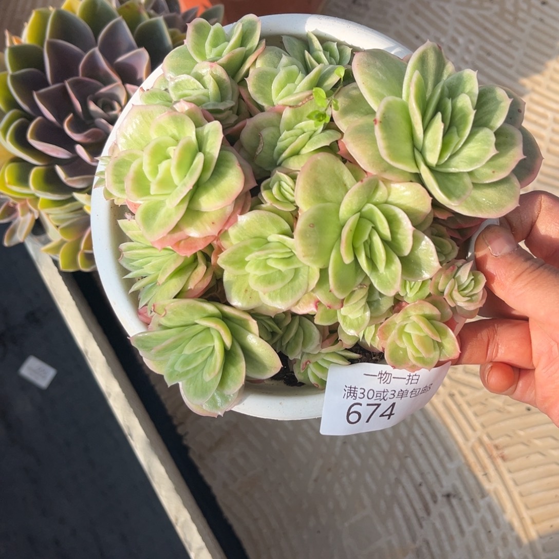 674冰玫瑰锦多肉植物……