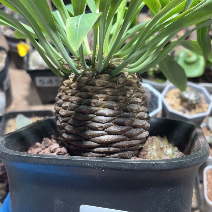 95超大6厘米➕铁甲丸