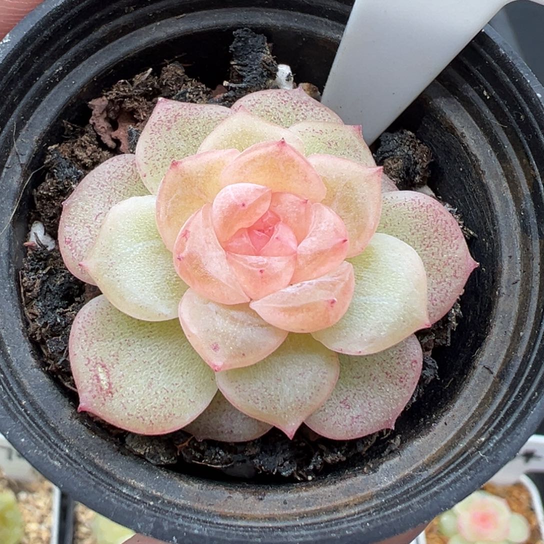 982号谪仙 晗雨多肉