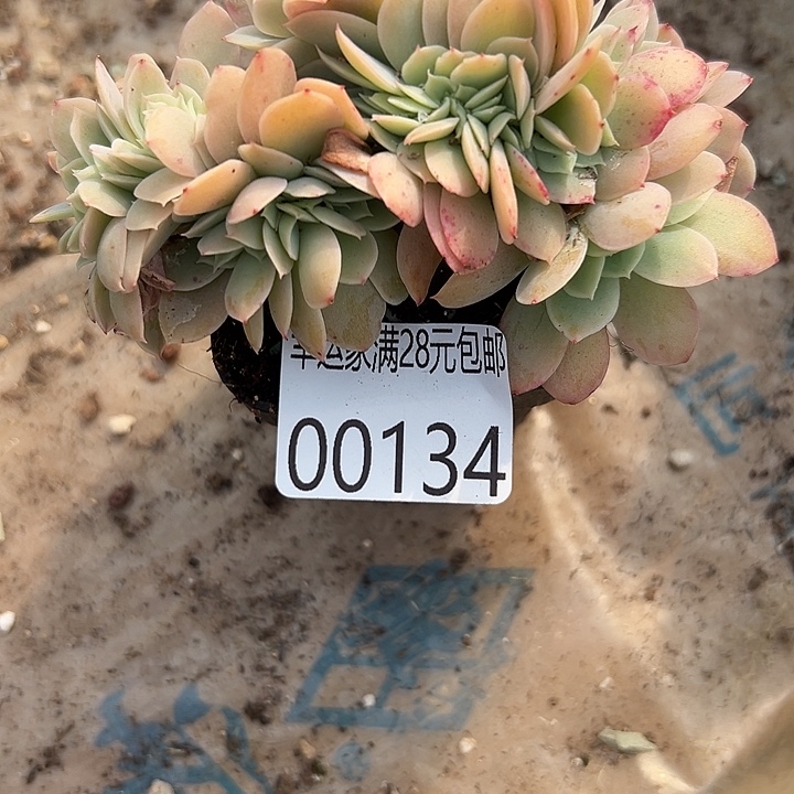 素***心幸运的是我没有遇