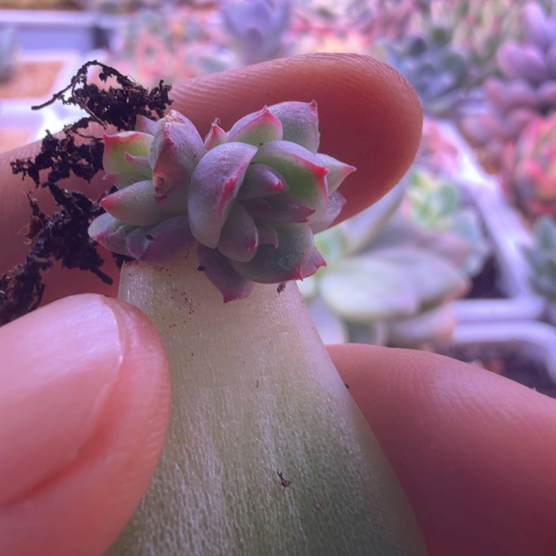 嘟***)嘟嘟囔囔 月亮石叶差 