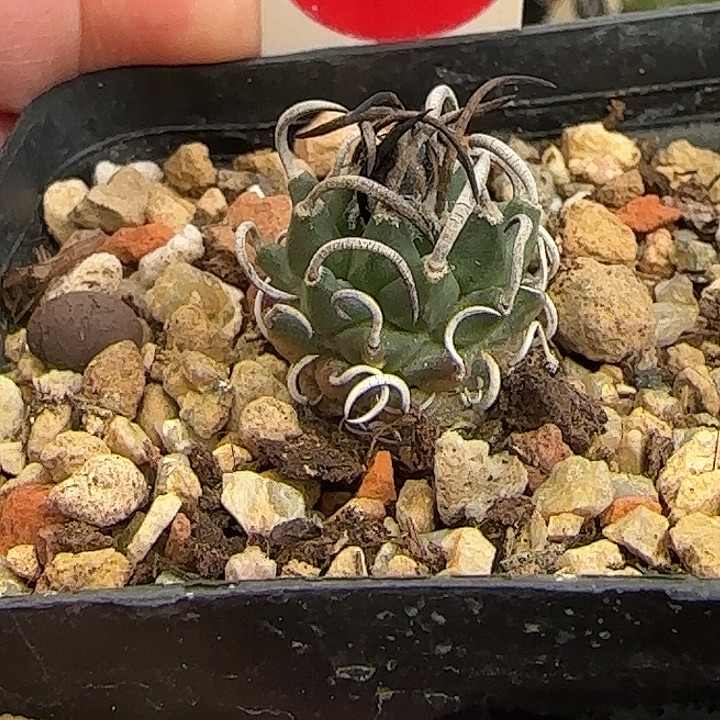 实生豪刺升龙丸娇丽1.8cm