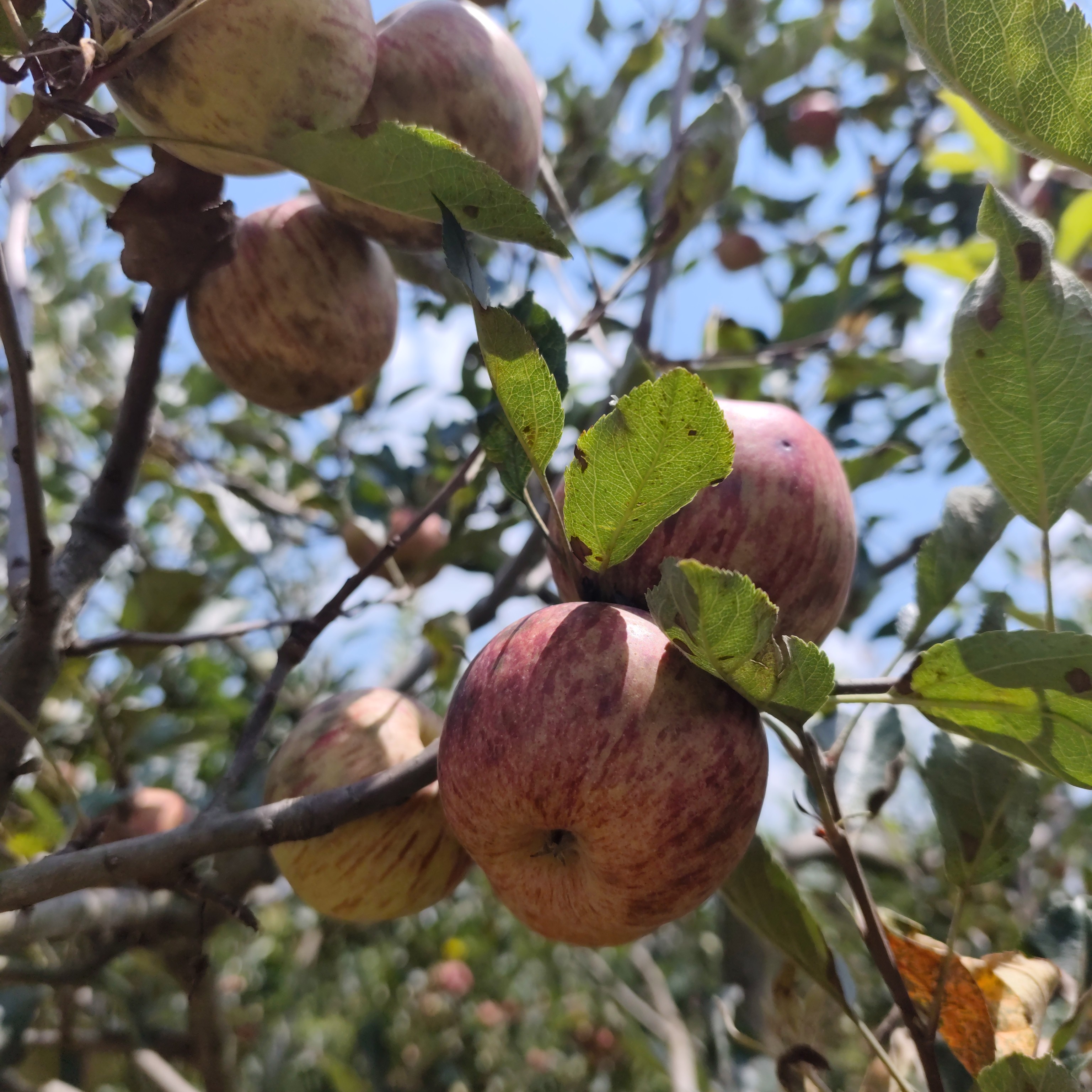 云南农产品无公害农家自种丑苹果【个头偏小，外观粗糙，介意勿拍】