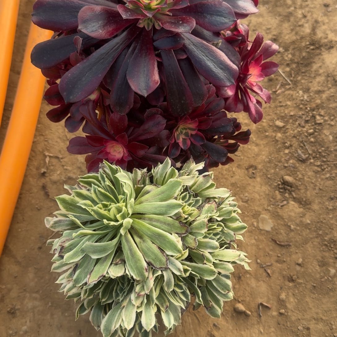 悦*.678号美杜莎碧浪送不包损