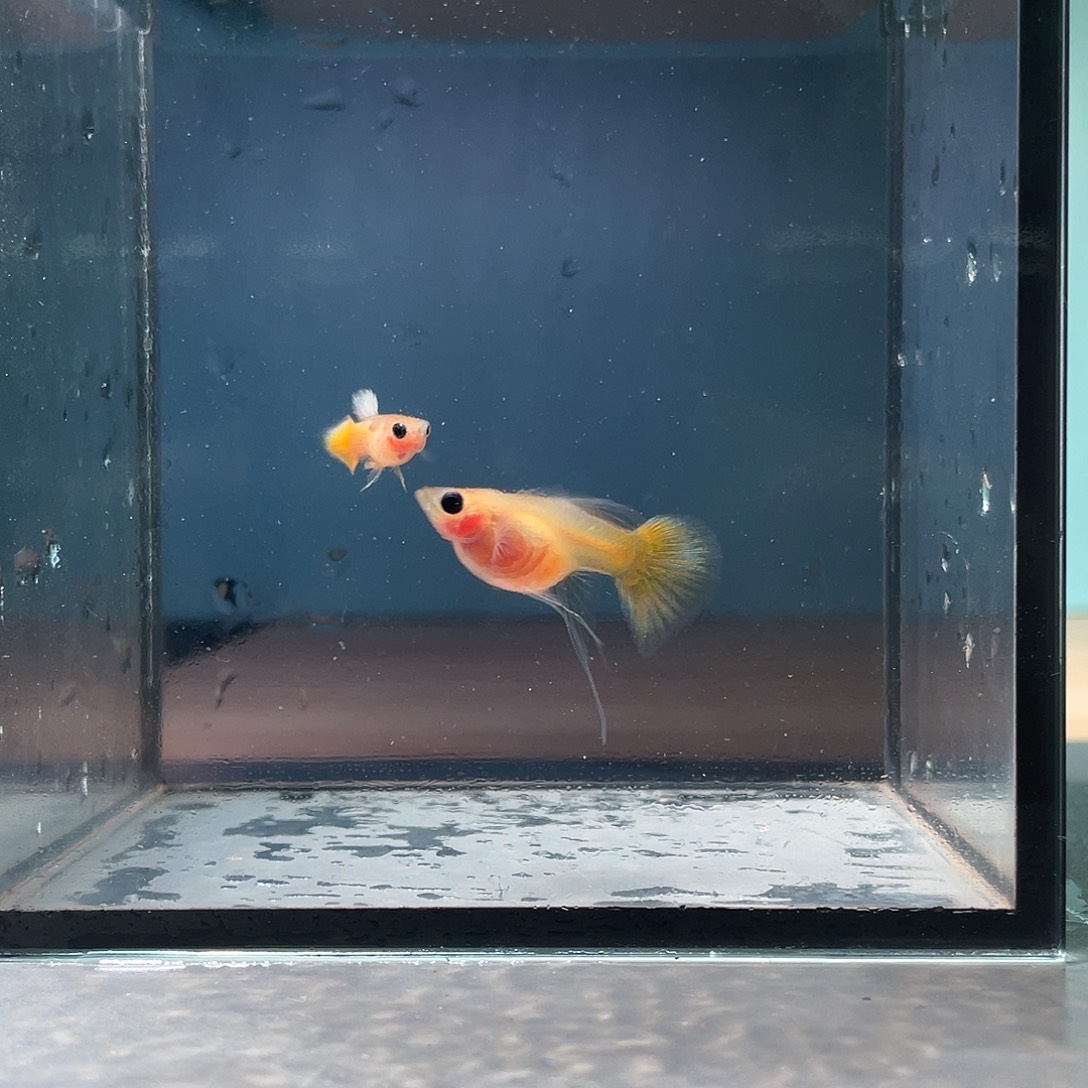 孔雀鱼黄金玻璃猫一对