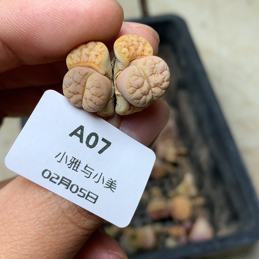 A07多肉植物保护