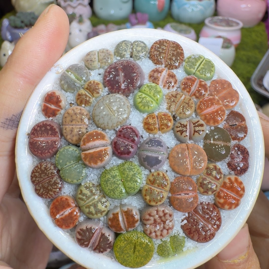 多肉植物的生长1278