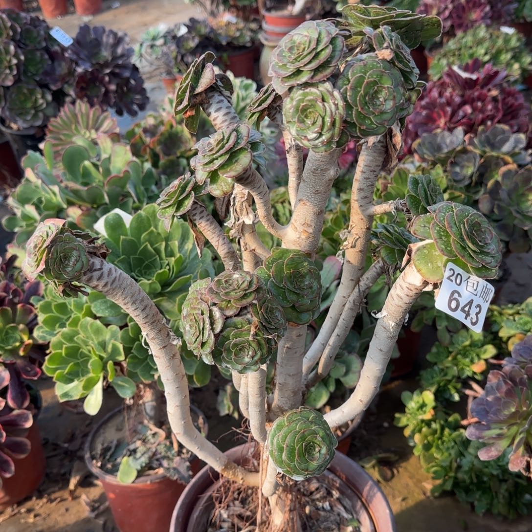 拉丝锦孤品四年桩包邮断枝不包