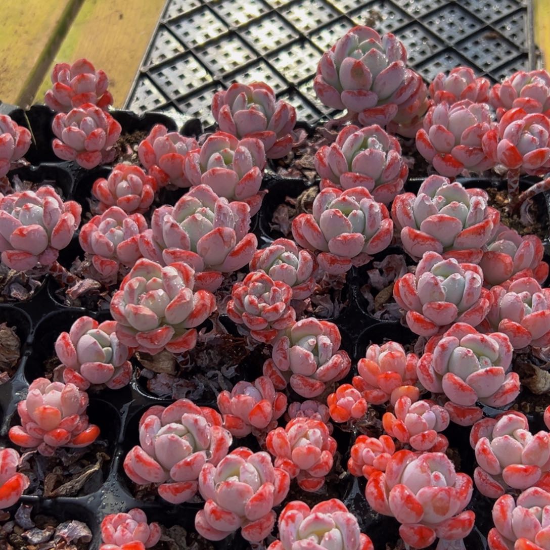 178多肉葡萄的味道是真的