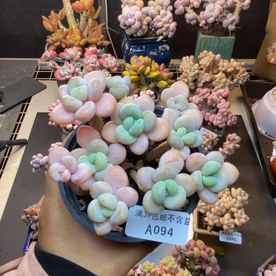 094橘子香水多肉8c m