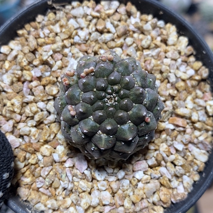 裸萼大戟1054号3cm