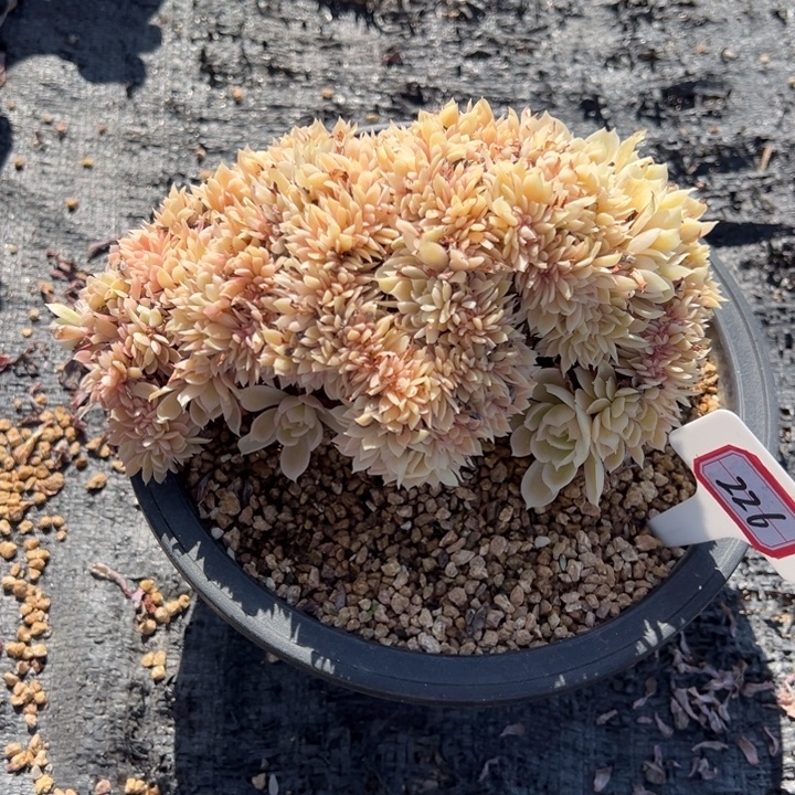 七****昂斯诺缀一物一拍226号