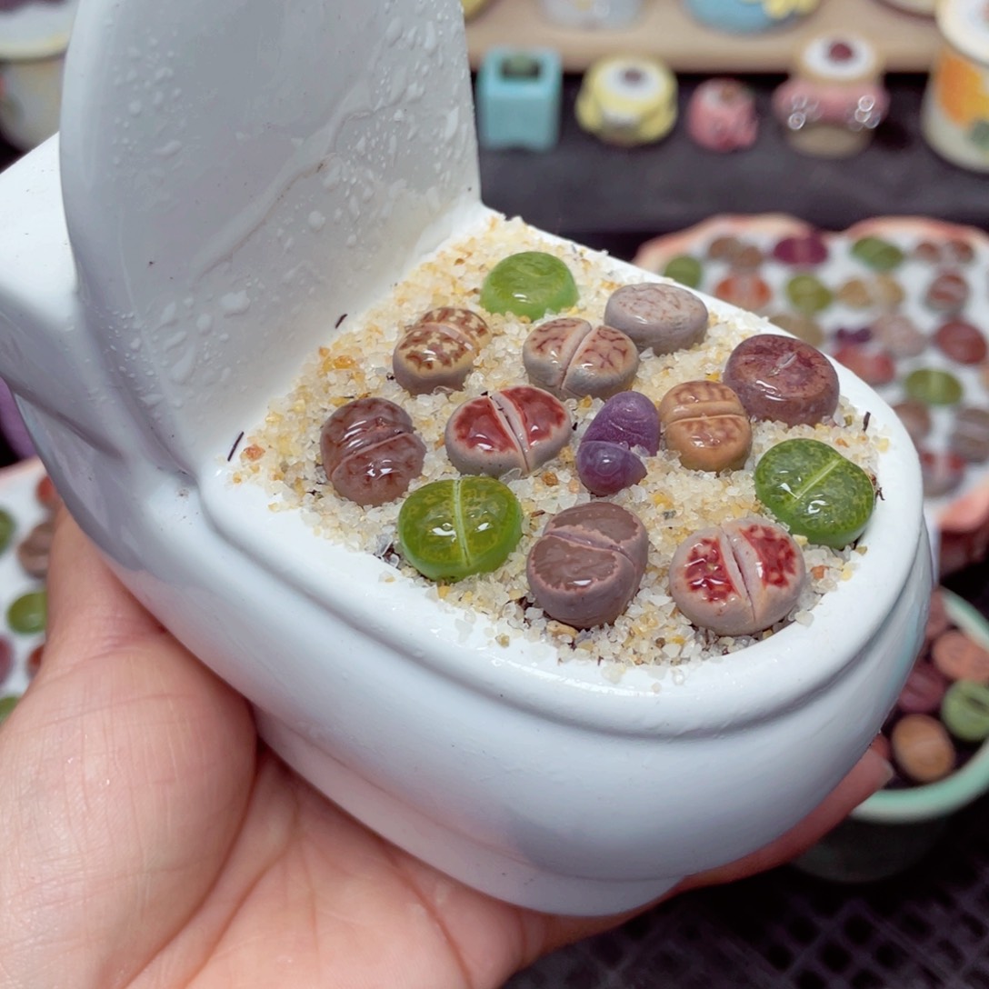 w1589 带盆土发货零下-地区拍保温箱