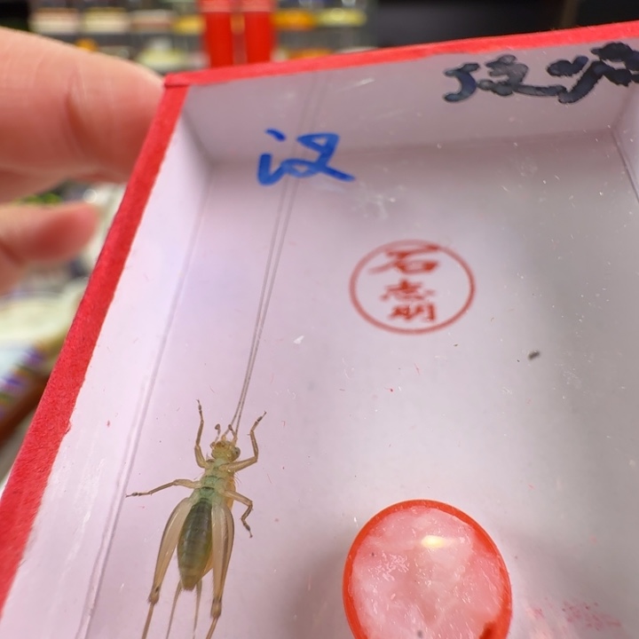 漂亮大个汊口大黄龄一只