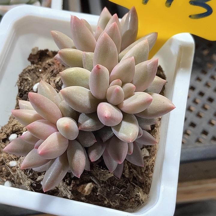 多肉植物红蜻蜓713