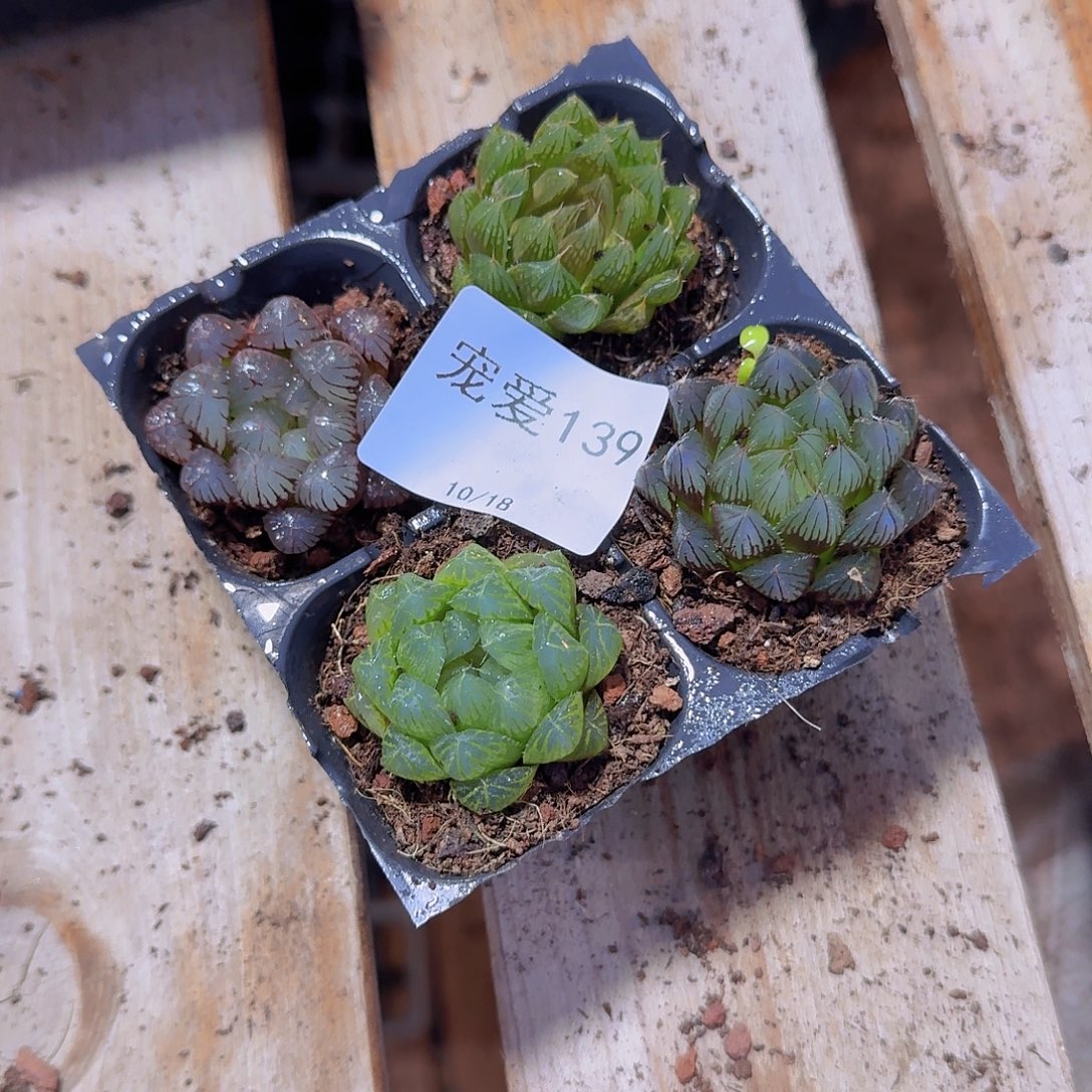 直播福利一物一拍139