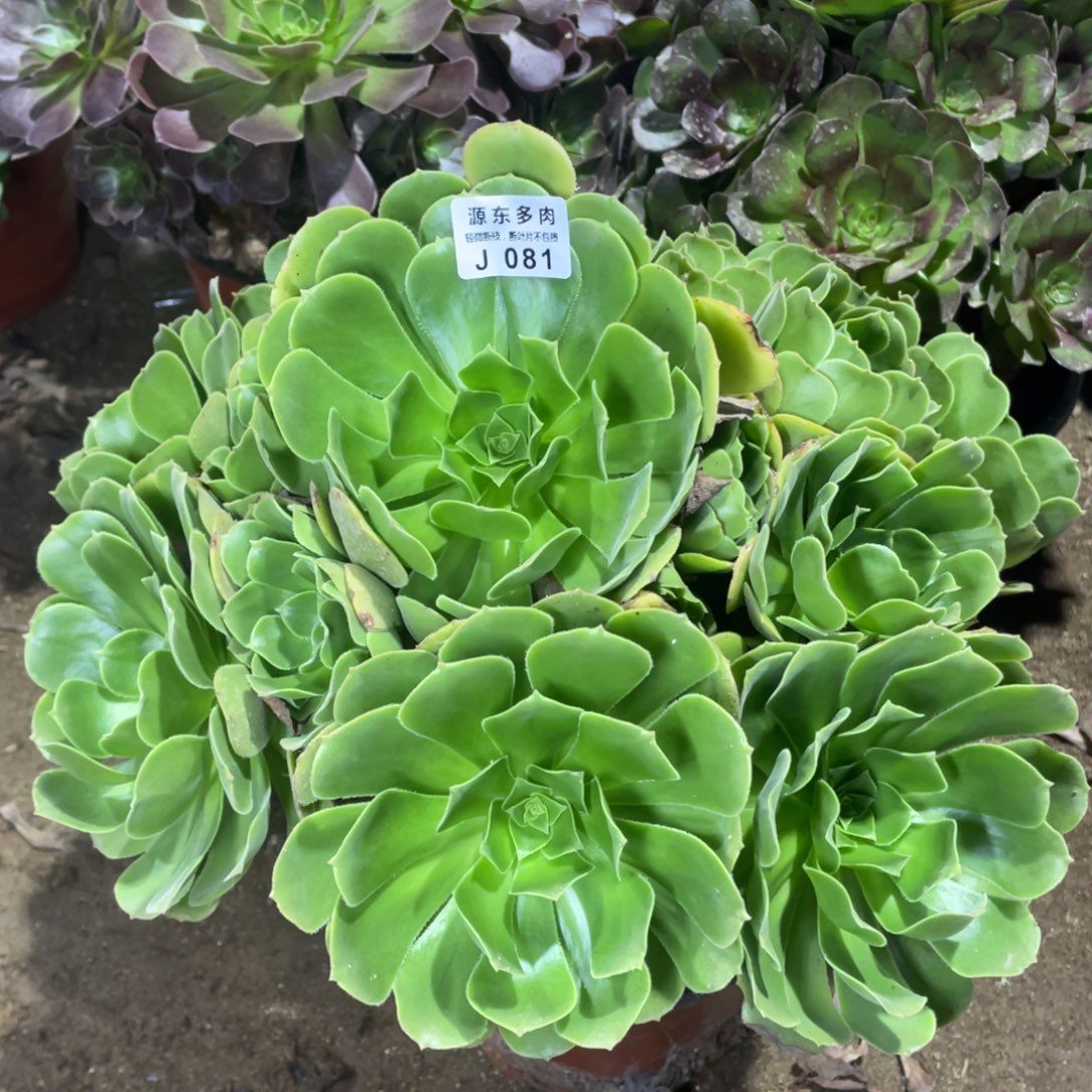 081绿杨蓉多肉法师断枝不包