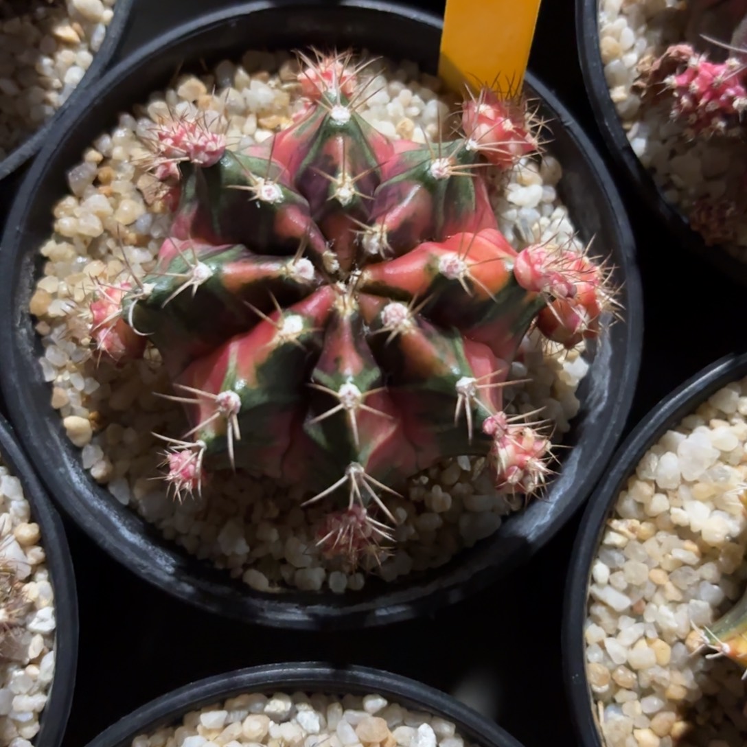 钟***鸿98-1219泰国发货多肉