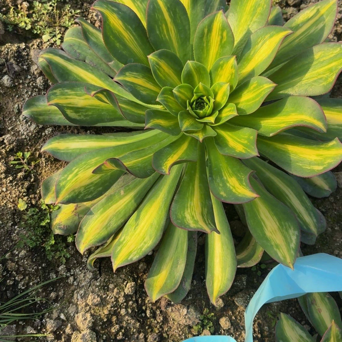 黄中斑多肉植物捧花9多肉