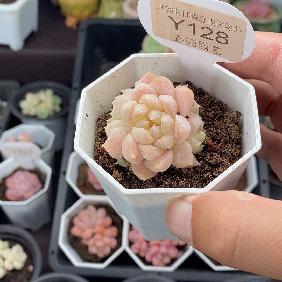 0128 白桃汽水 4cm 