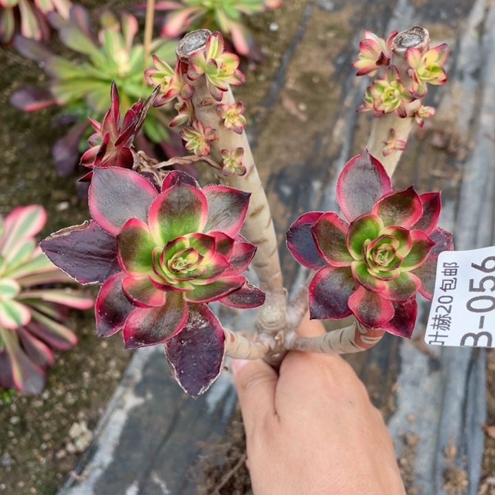 56红膜女有砍多肉12344578多肉