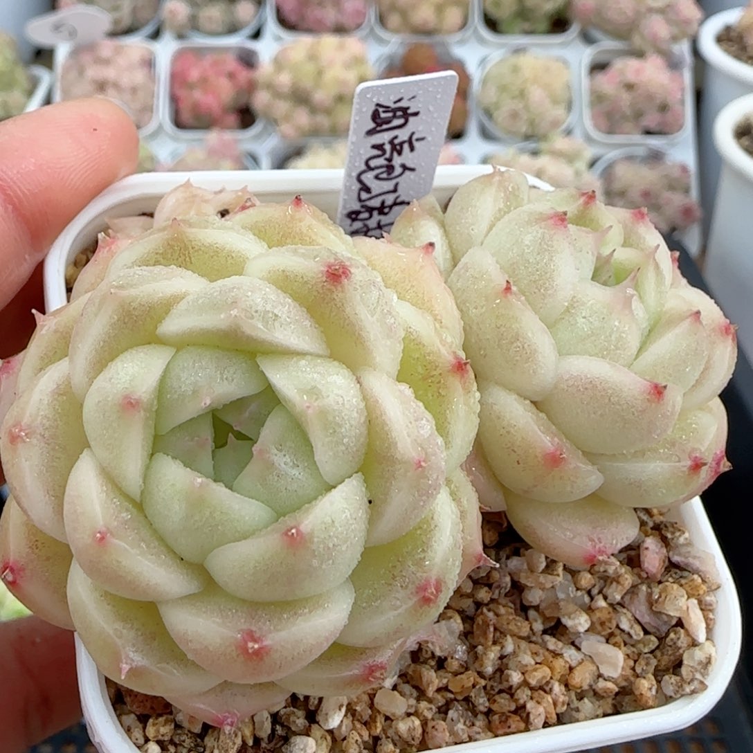 【闪购商品】0130-12包子麦杆