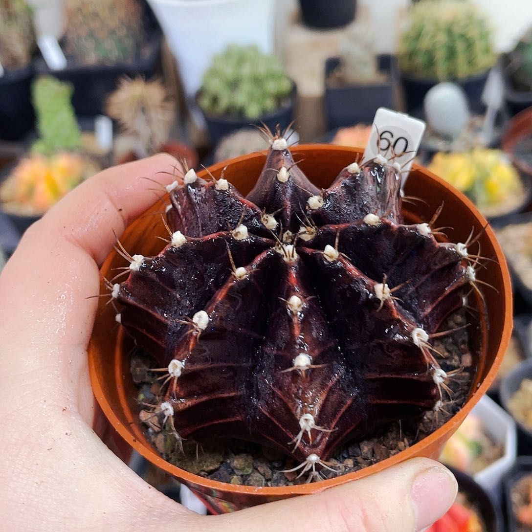 非偏远地区满25包邮仙人球