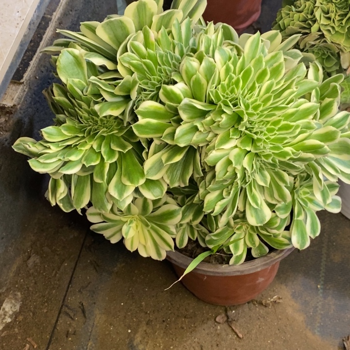 迈巴赫多肉断头不包1635