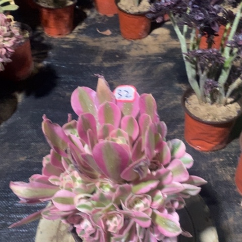 粉女巫捧花一物一拍