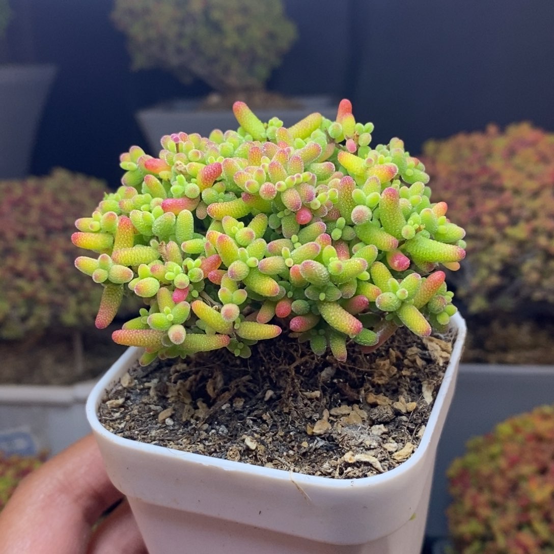 无花朵39号蜜橘糖球