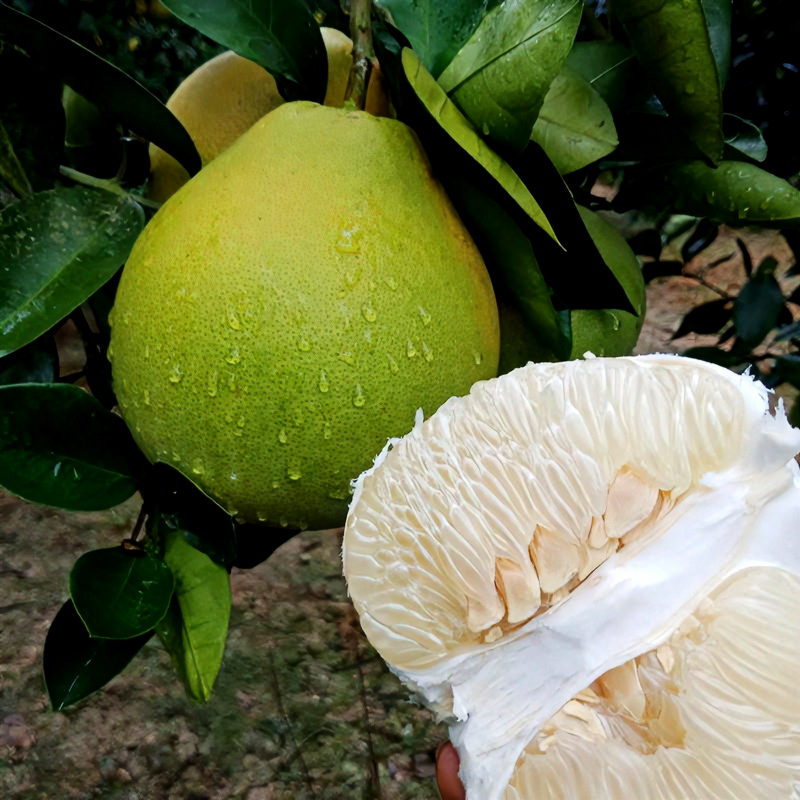 江西蚕子吉安安福柚子特产爆汁蚕子冰糖蜜柚甜正宗金兰蜜柚香柚